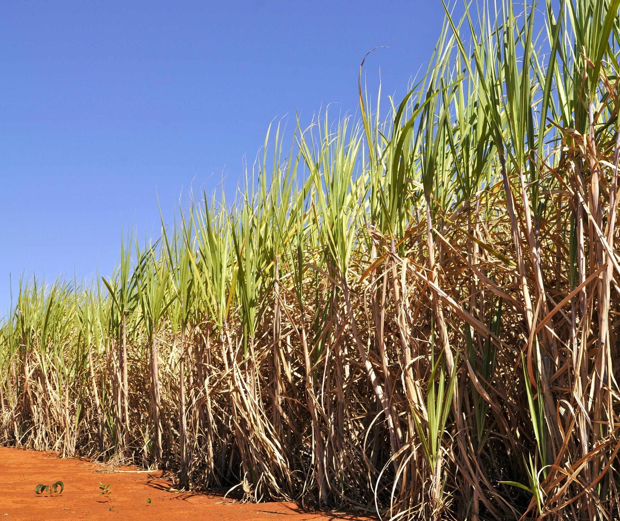 País confirma recorde na produção de etanol: 35,6 bilhões de litros na safra 2019/20