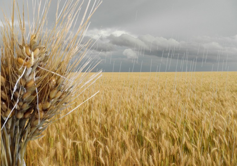 Como se planejar para evitar danos da chuva pré-colheita do Trigo