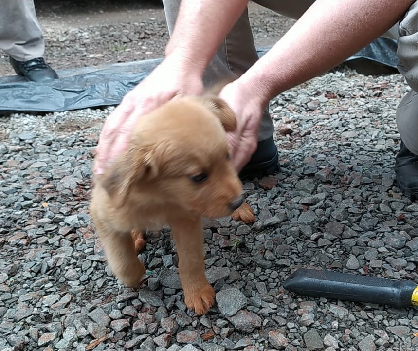 Veja o vídeo: bombeiros resgatam filhote de cão preso em portão de garagem 