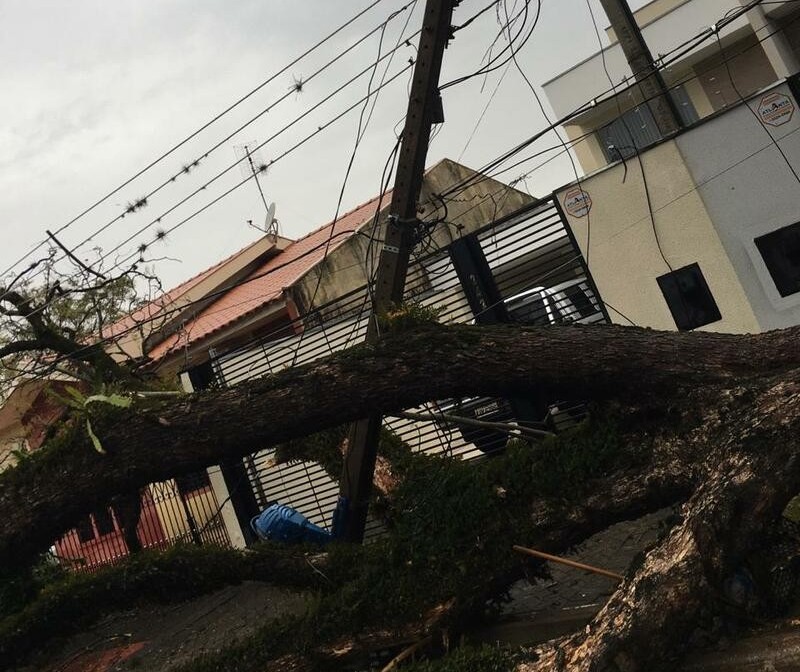 Chuva derruba ao menos 37 árvores em Maringá; 12 postes foram afetados