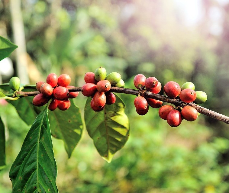 Café em coco custa R$ 6,90 kg em Maringá