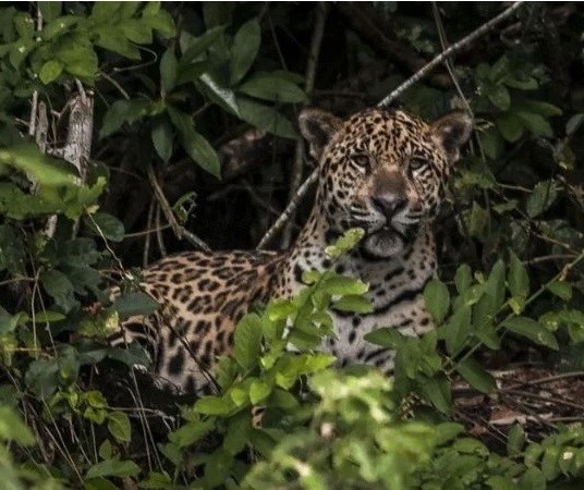 Saiba o que fazer se você encontrar uma onça no quintal de casa