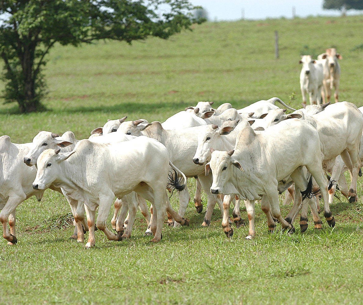 Ladrões furtam 33 cabeças de gado em Cianorte