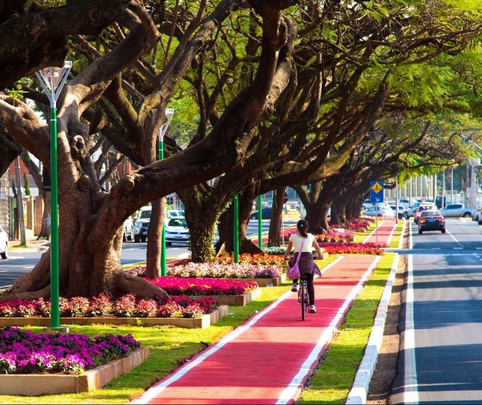 Comdema aprova e Plano de Arborização irá para consulta pública