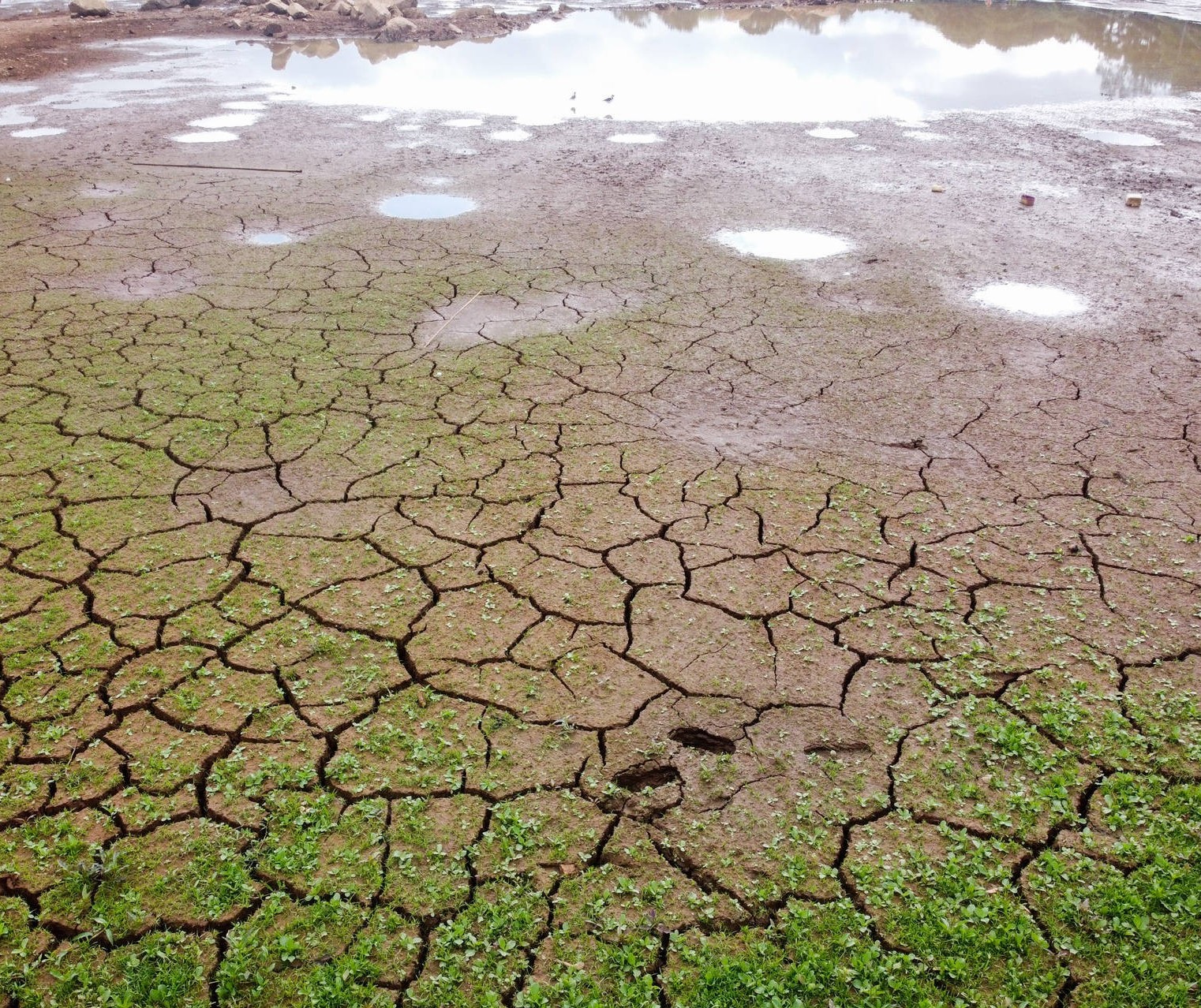 Estiagem é problema em diversas regiões do Paraná