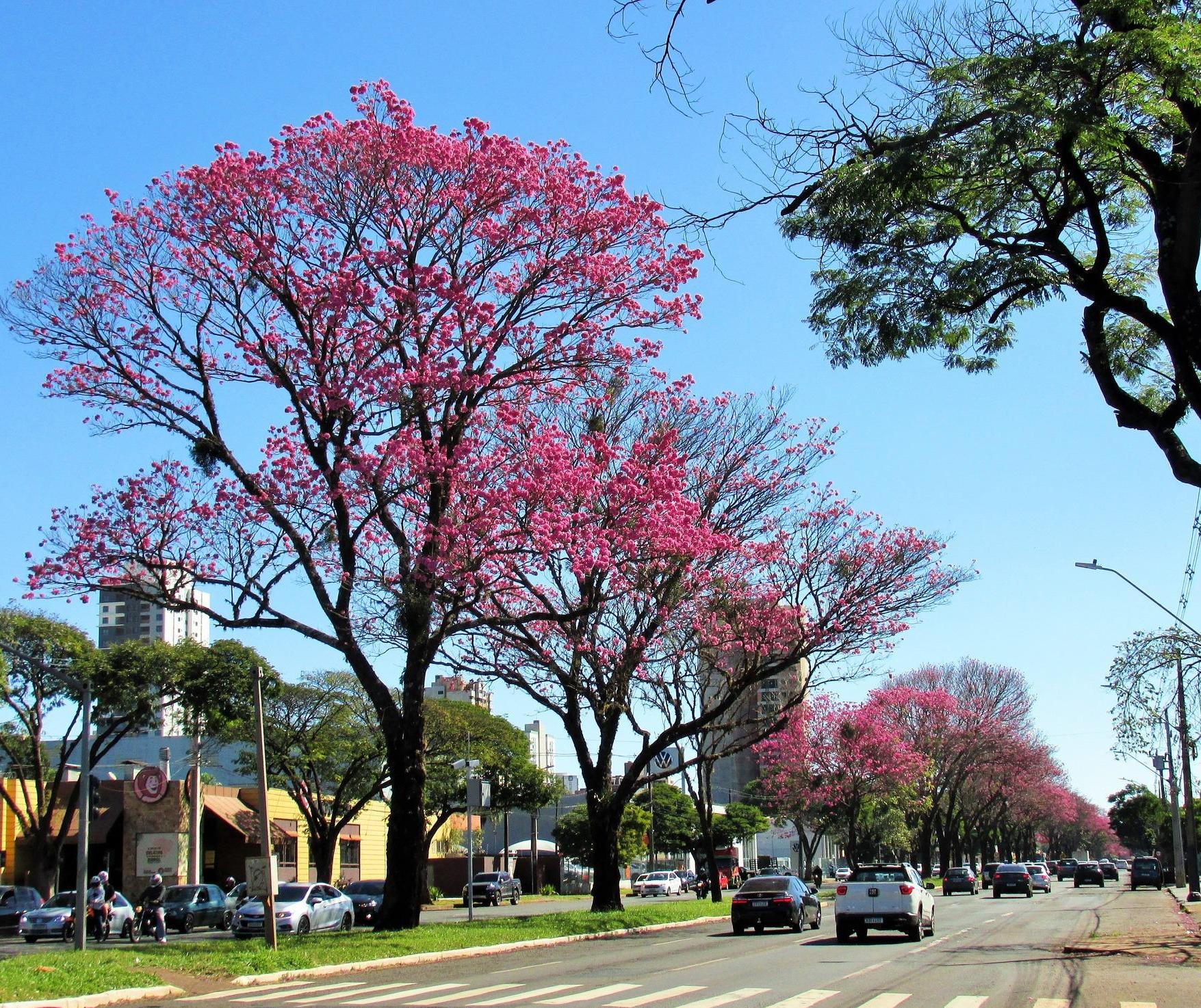 Confira a previsão do tempo para esta terça-feira (12)