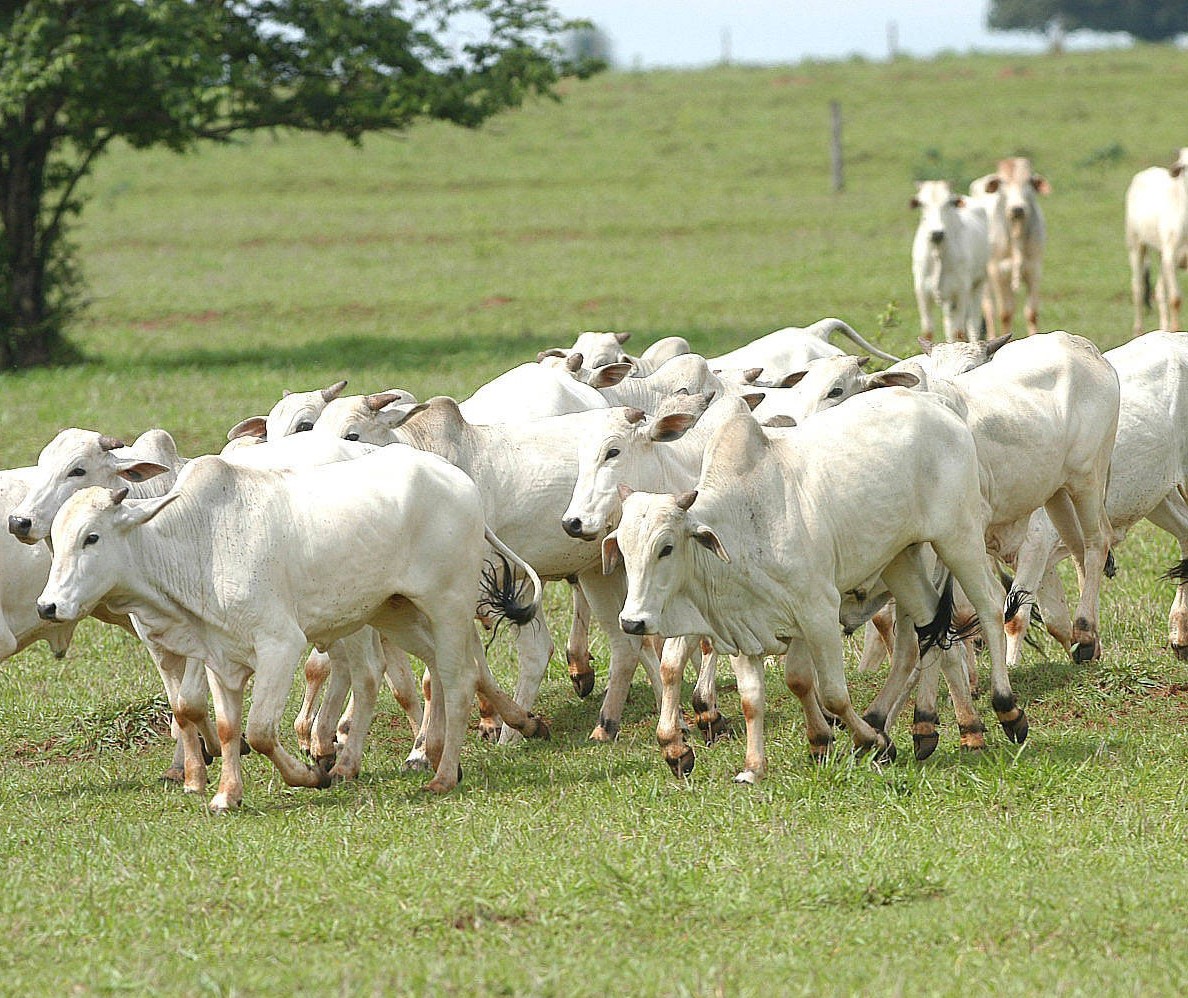 Produtores do Paraná têm até 30 de novembro para fazer atualização do rebanho