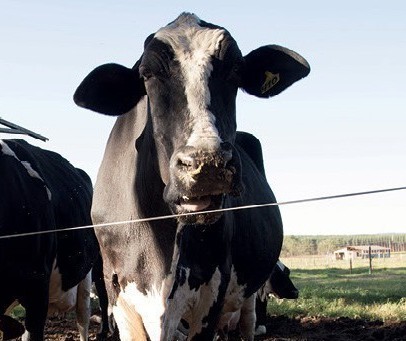 Vaca gorda custa R$ 137 a arroba e Maringá 