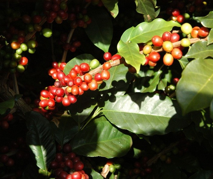 Café custa R$ 6,50 kg em Maringá