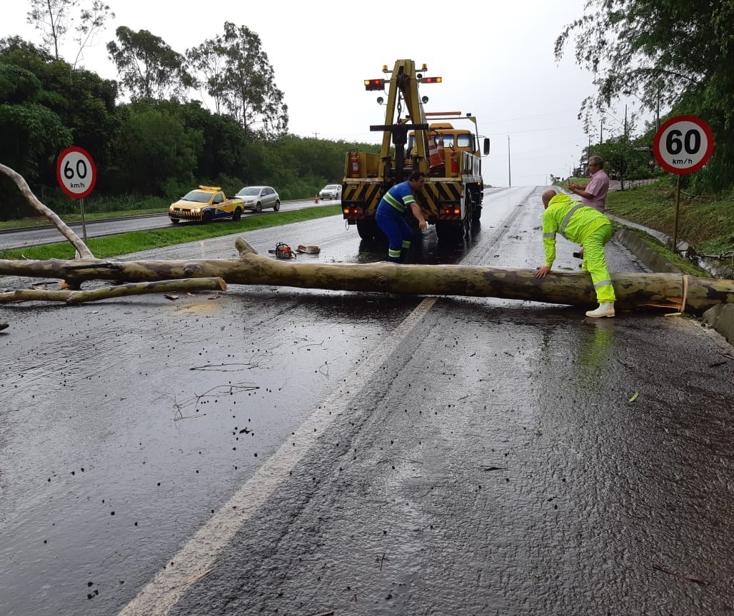 Árvore cai na pista e provoca congestionamento na BR-376