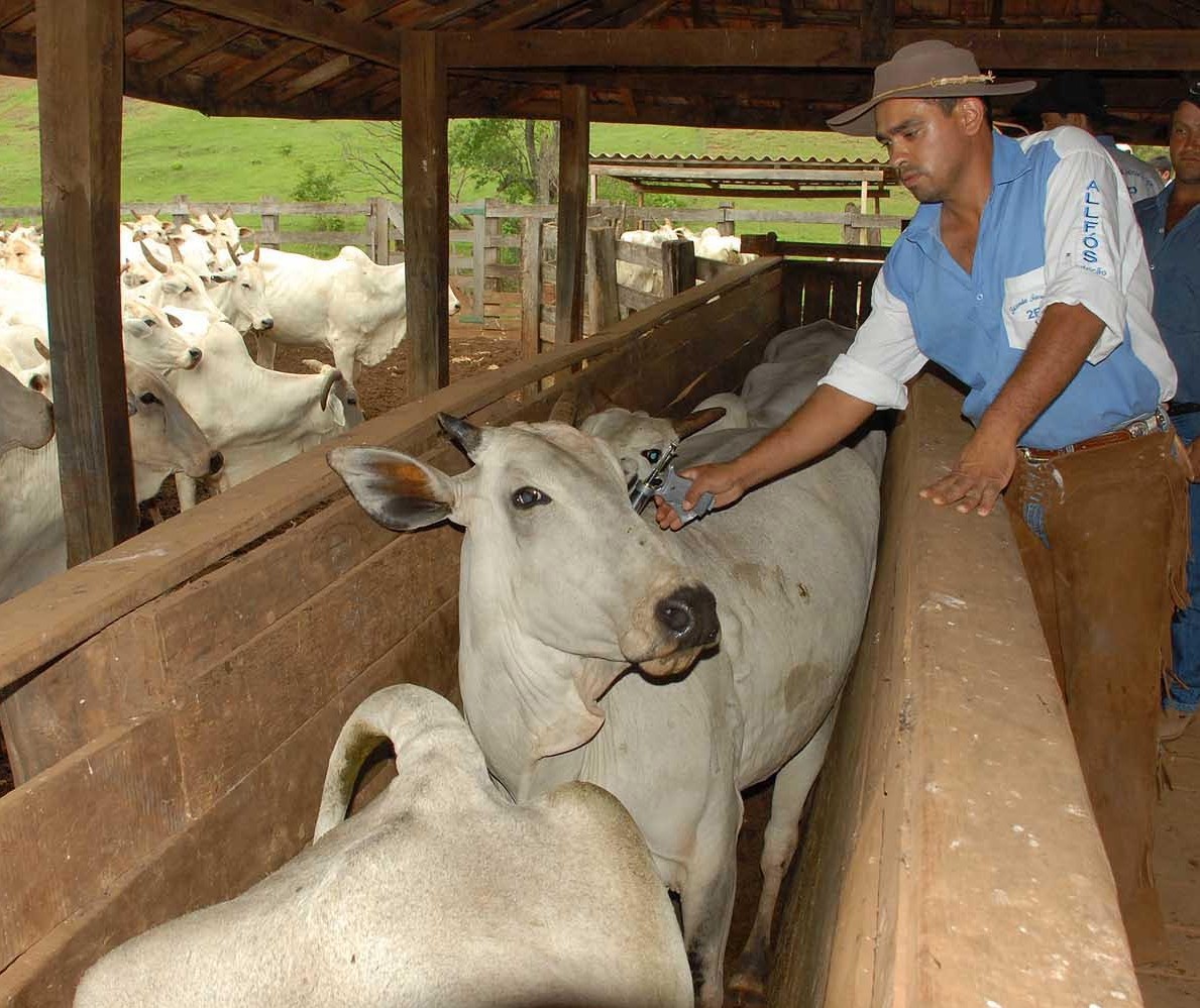 Vacinação da febre aftosa encerra ano que vem