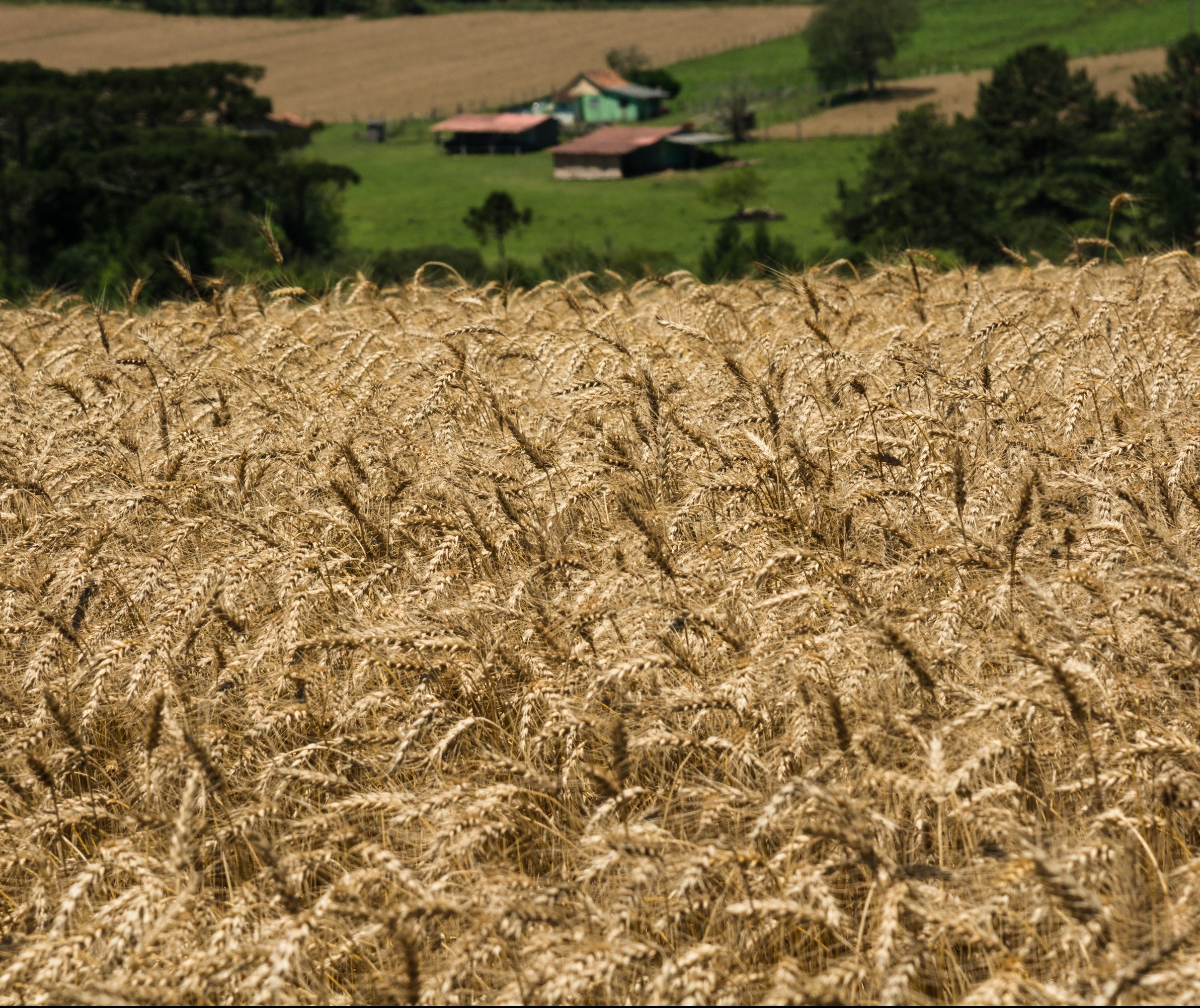 Trigo permanece a R$ 48 a saca em várias praças do Paraná