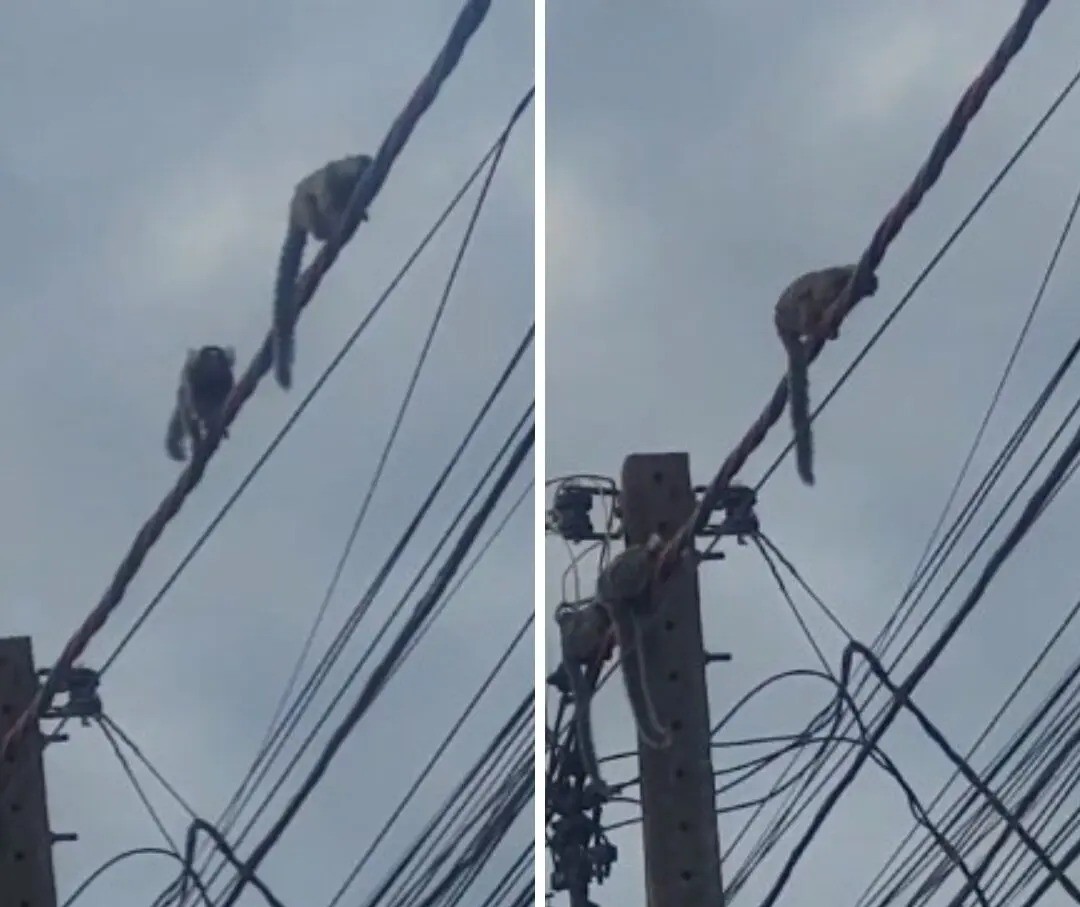 Presença de saguis na área urbana é cada vez mais comum em Maringá