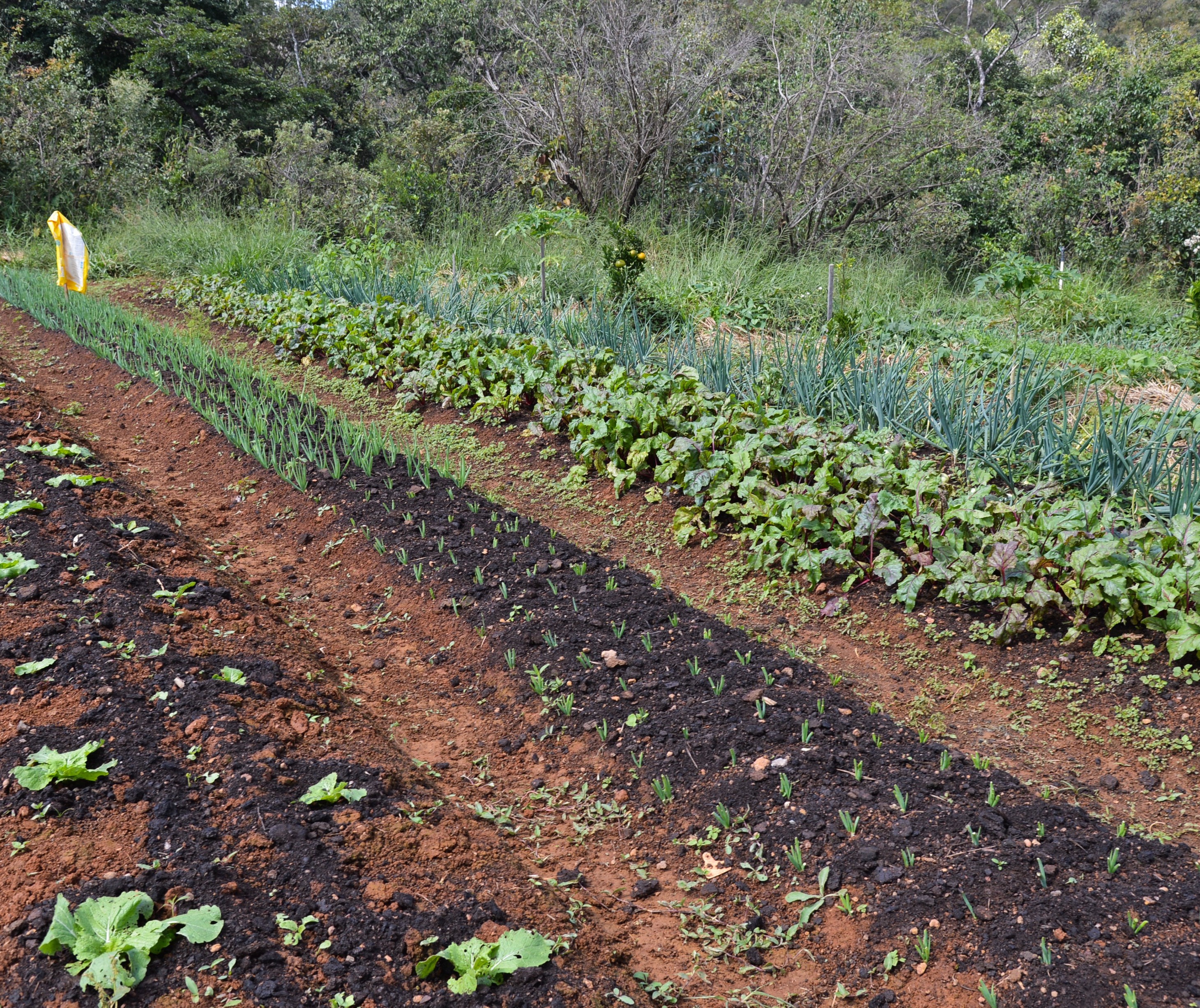 Elevação de preço das matérias-primas aumenta custos da nutrição vegetal