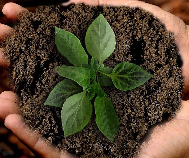 Seminário sobre Soluções baseadas na natureza é realizado em Brasília