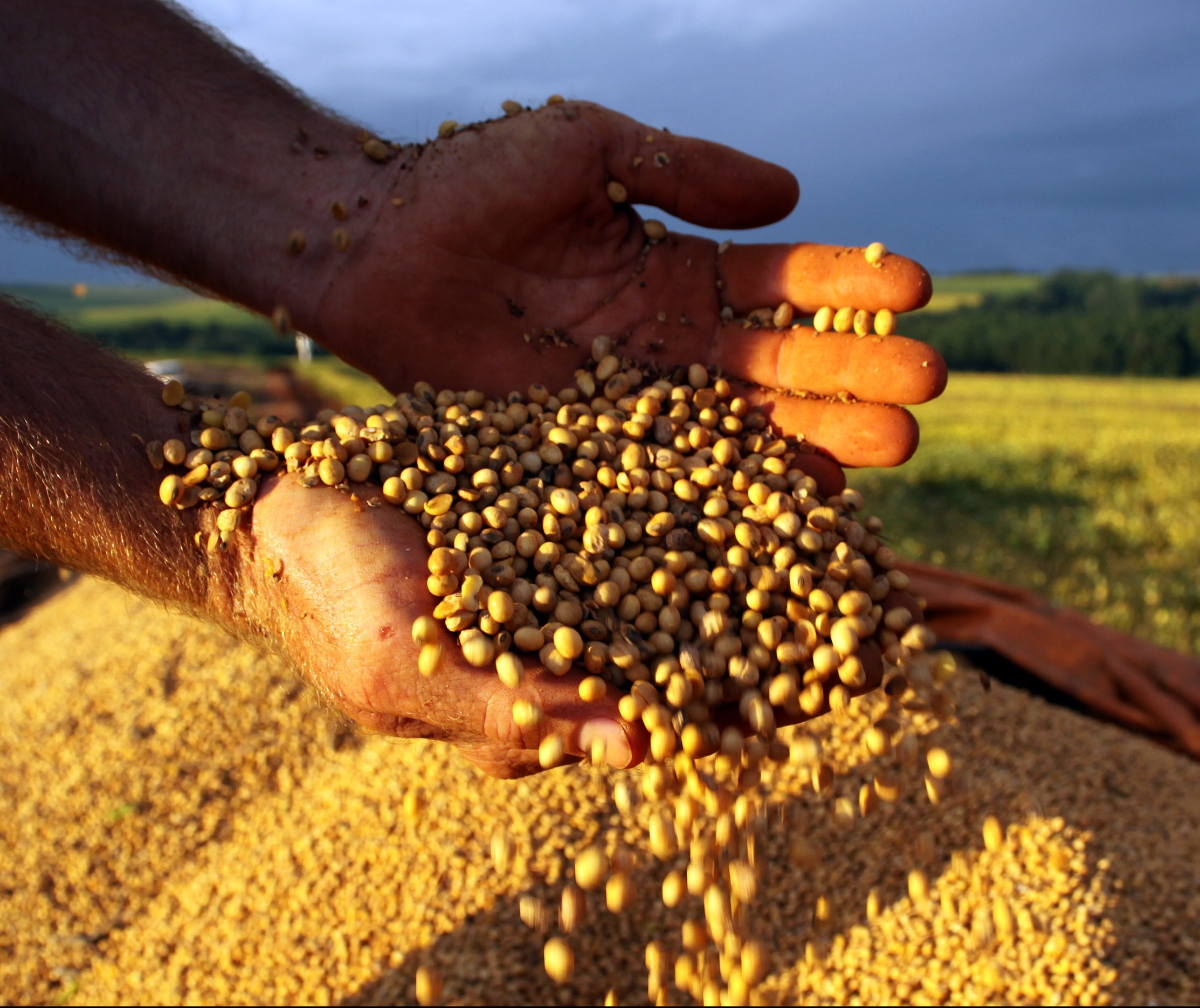 Estimativa do Valor da Produção Agropecuária para este ano é 5,2% menor que em 2017