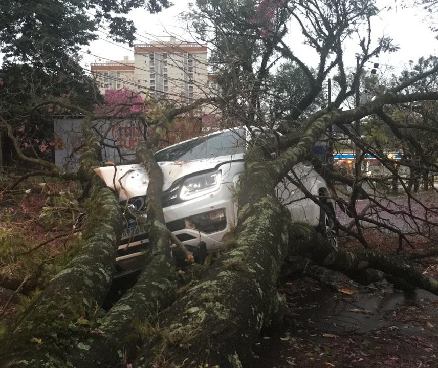 Árvore cai sobre caminhonete em movimento em Maringá