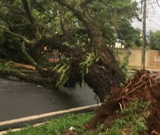 Equipes trabalham na limpeza e desobstrução das vias depois do temporal que atingiu Maringá neste sábado (23)