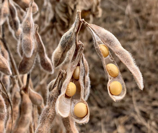 Cotações de produtos agrícolas: quarta-feira [18 de setembro]