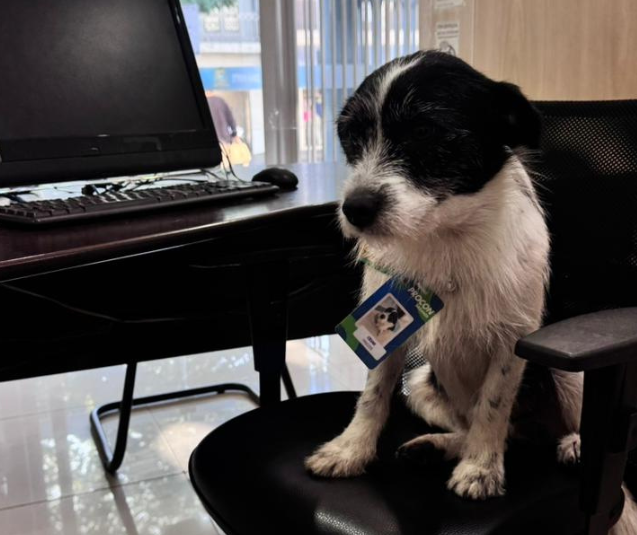 Mascote do Procon de Sarandi tem até crachá de servidor