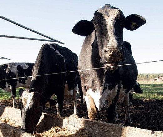 Vaca gorda custa R$ 141 a arroba em Maringá