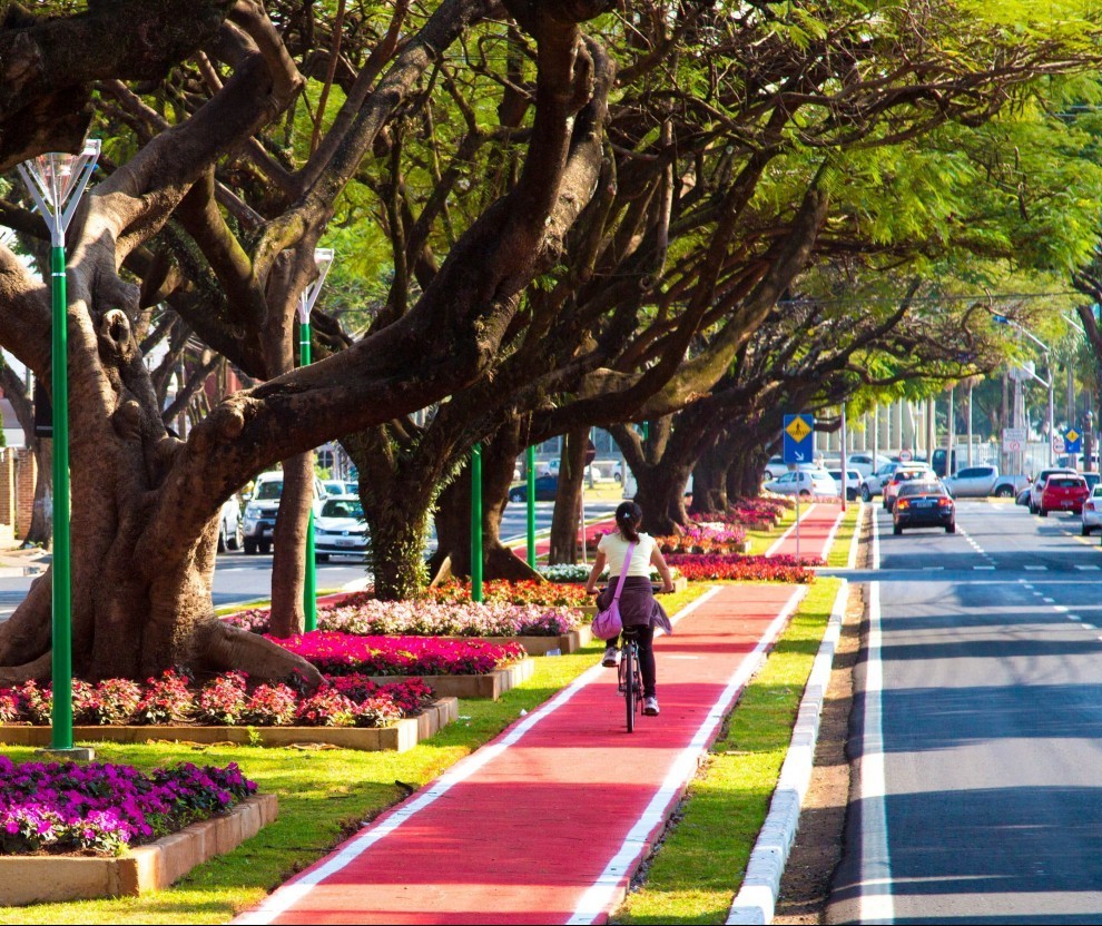  Plano de Arborização está pronto, mas ainda depende de aprovação