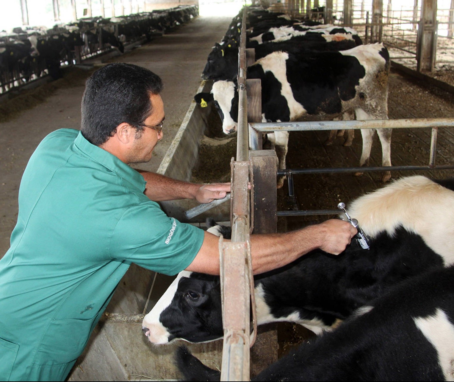 Vacina contra febre aftosa terá dose reduzida