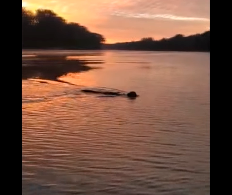 Onça é flagrada atravessando o Rio Ivaí e vídeo viraliza 