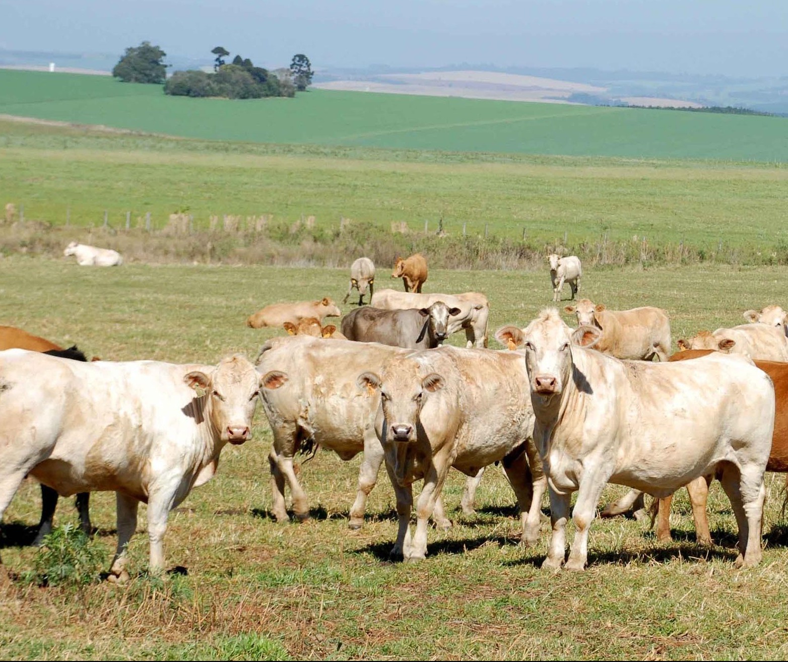 Preços dos produtos agropecuários devem desacelerar