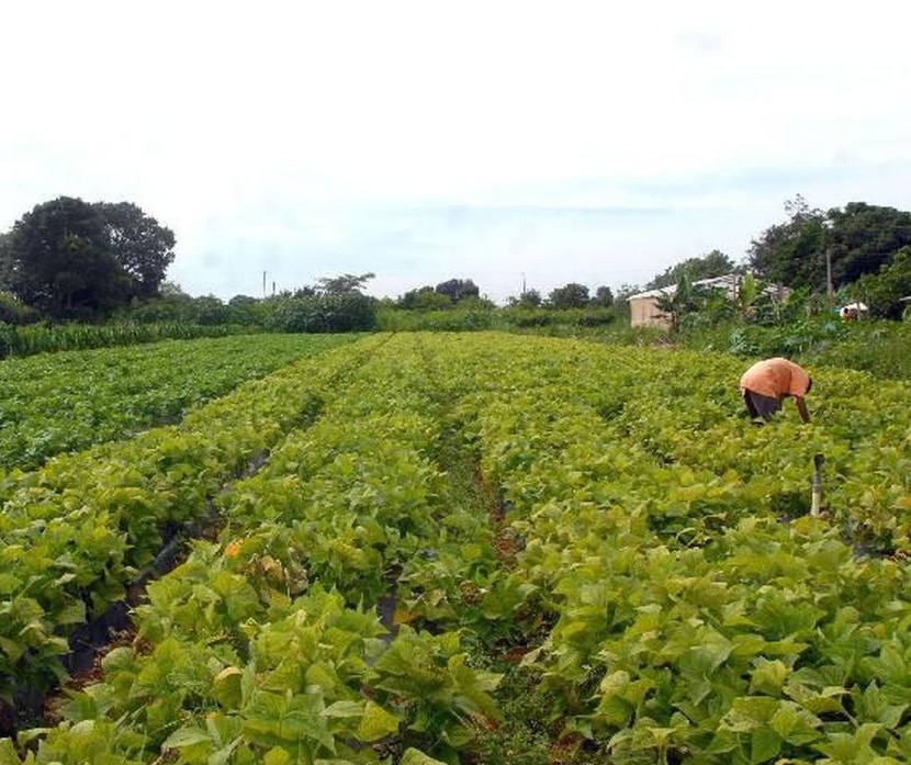 Entidades do Paraná fazem pedidos para o Plano Agrícola e Pecuário