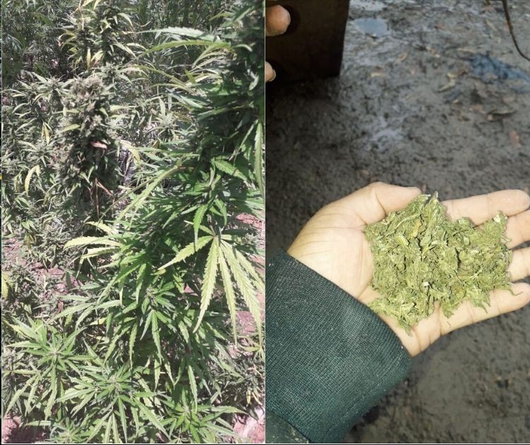 Foragido da Justiça é preso com plantação de maconha