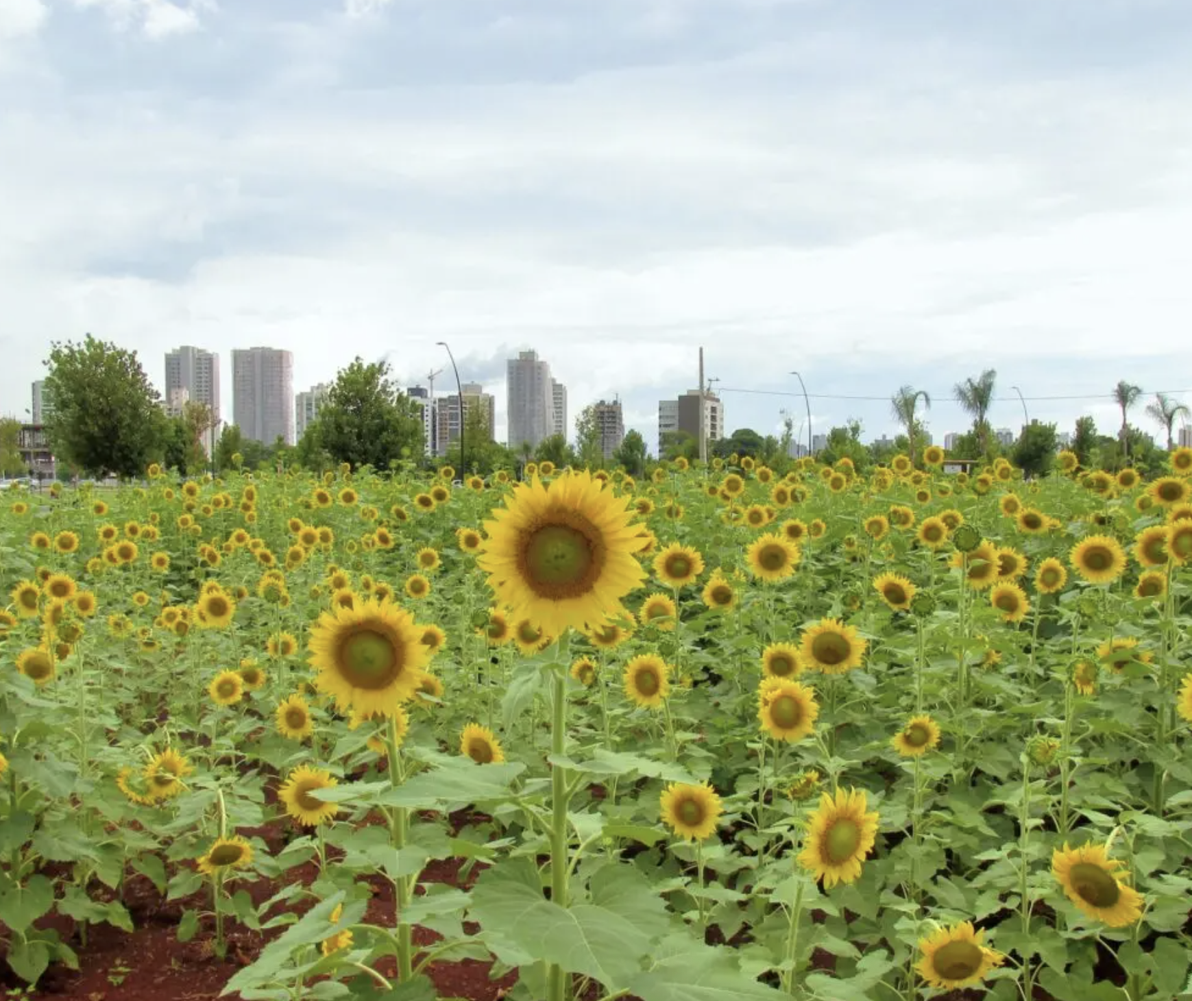 Confira a previsão do tempo para este sábado, 24, em Maringá e no Paraná