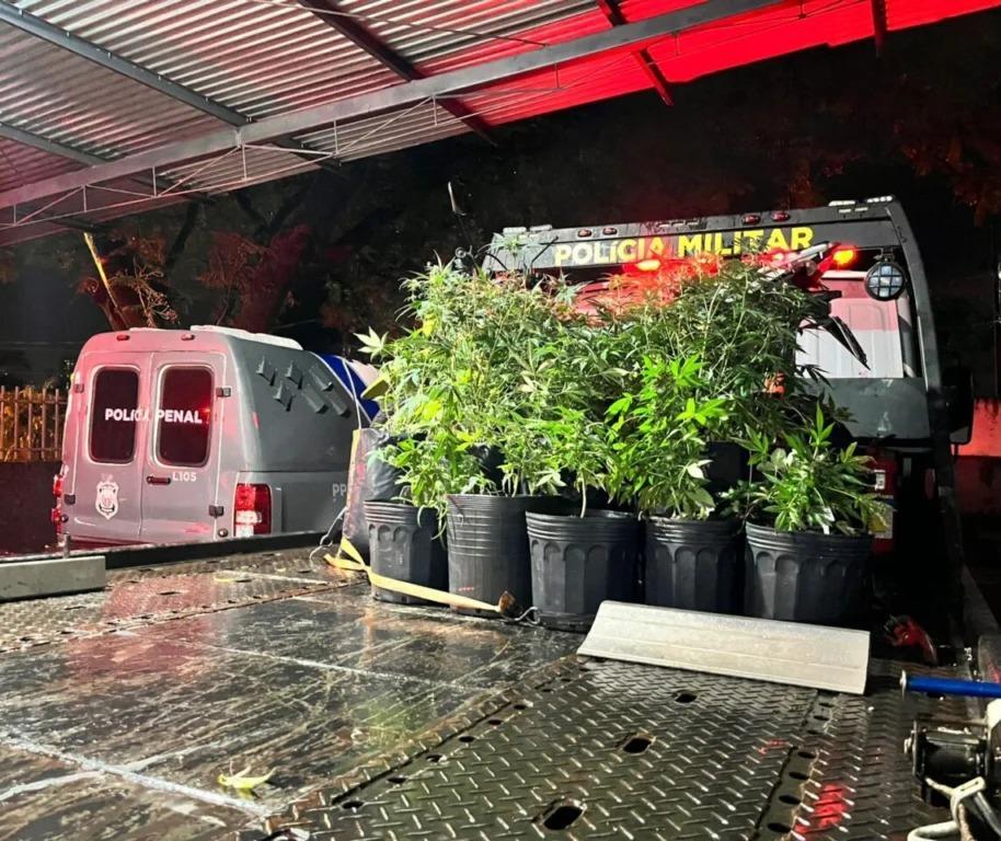 Associação canábica se manifesta após apreensão em Maringá