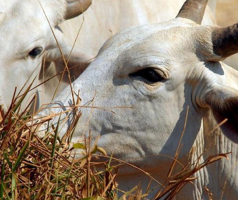 Preços do boi gordo acumulam 20% de alta em novembro