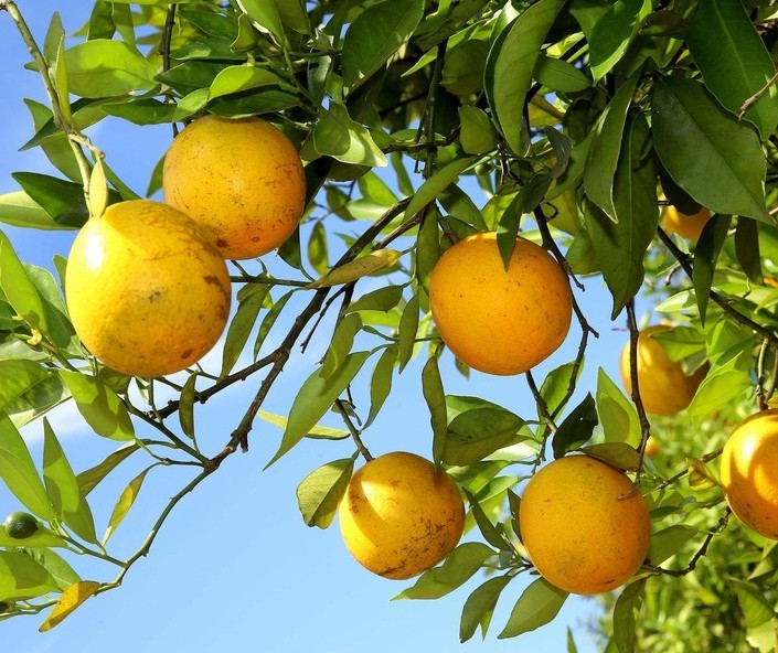 Preços da laranja seguem em alta desde o início da safra