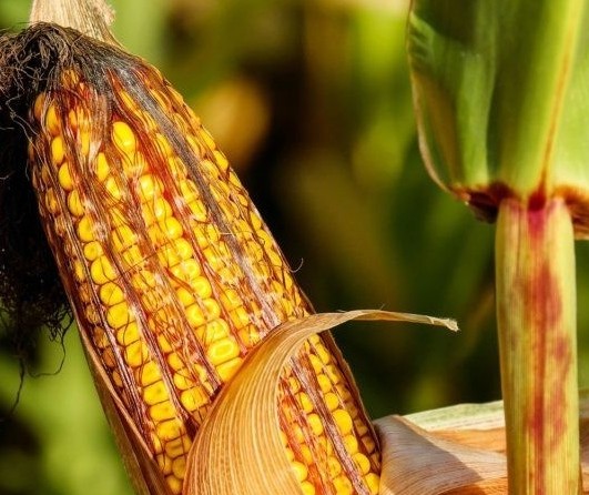 Cotações de produtos agrícolas: terça-feira [24 de setembro]