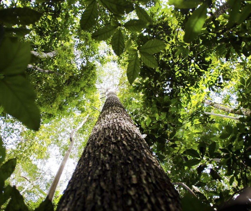 Setor florestal atinge US$ 4,2 bilhões em exportações