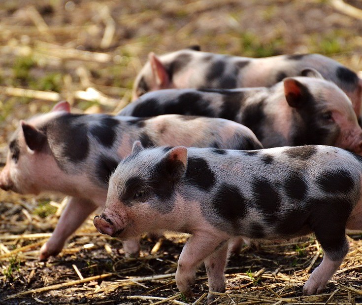 Suíno custa R$ 4,10 o kg em Maringá