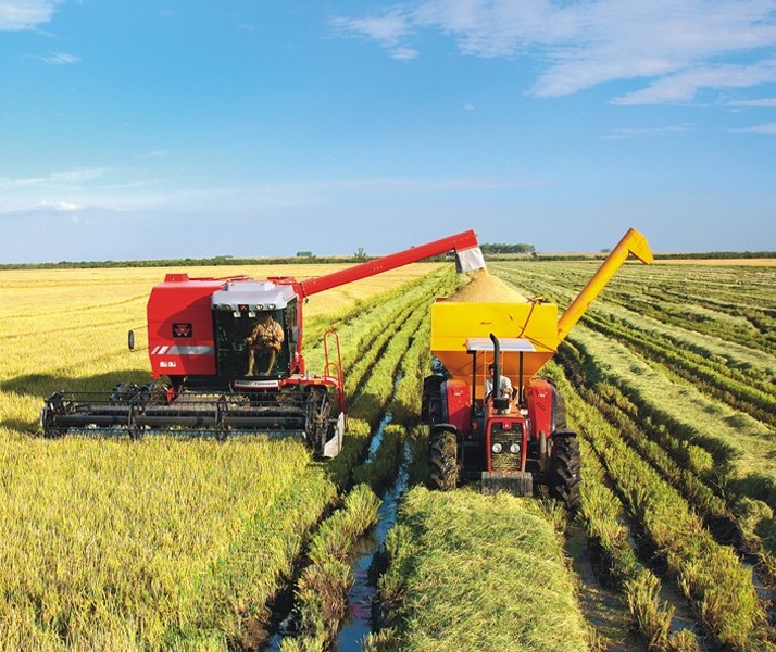 Colheita do arroz está com produtividade abaixo do esperado