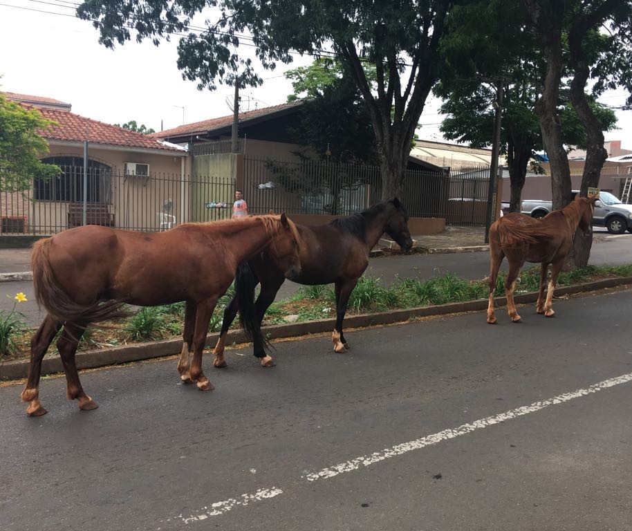 Prefeitura vai contratar uma empresa para recolher cavalos soltos