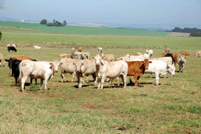 Paraná aguarda chancela de área livre de febre aftosa sem vacina