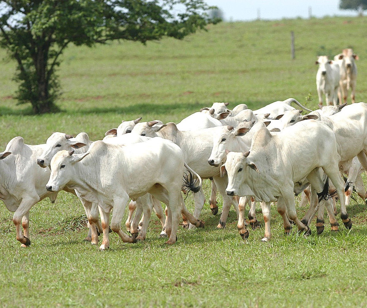 Alimentação do gado está completamente ligado com a qualidade da carne 