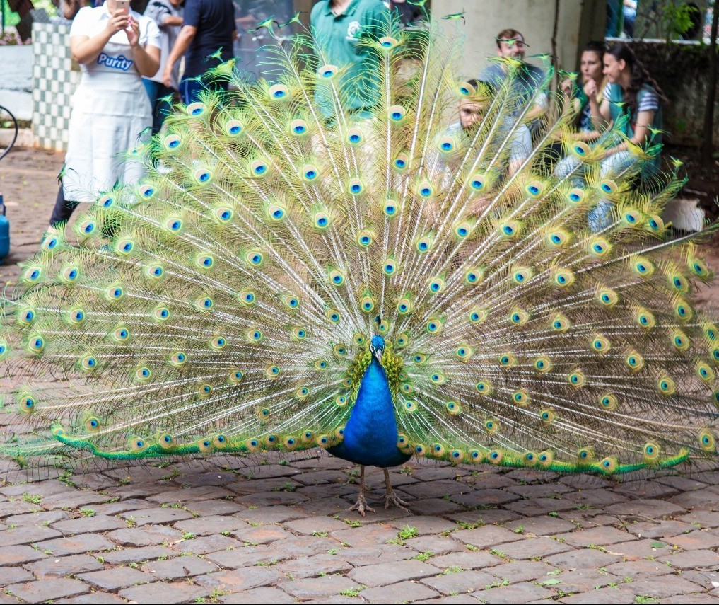 Mulheres são investigadas por arrancar penas de um pavão do Parque do Ingá