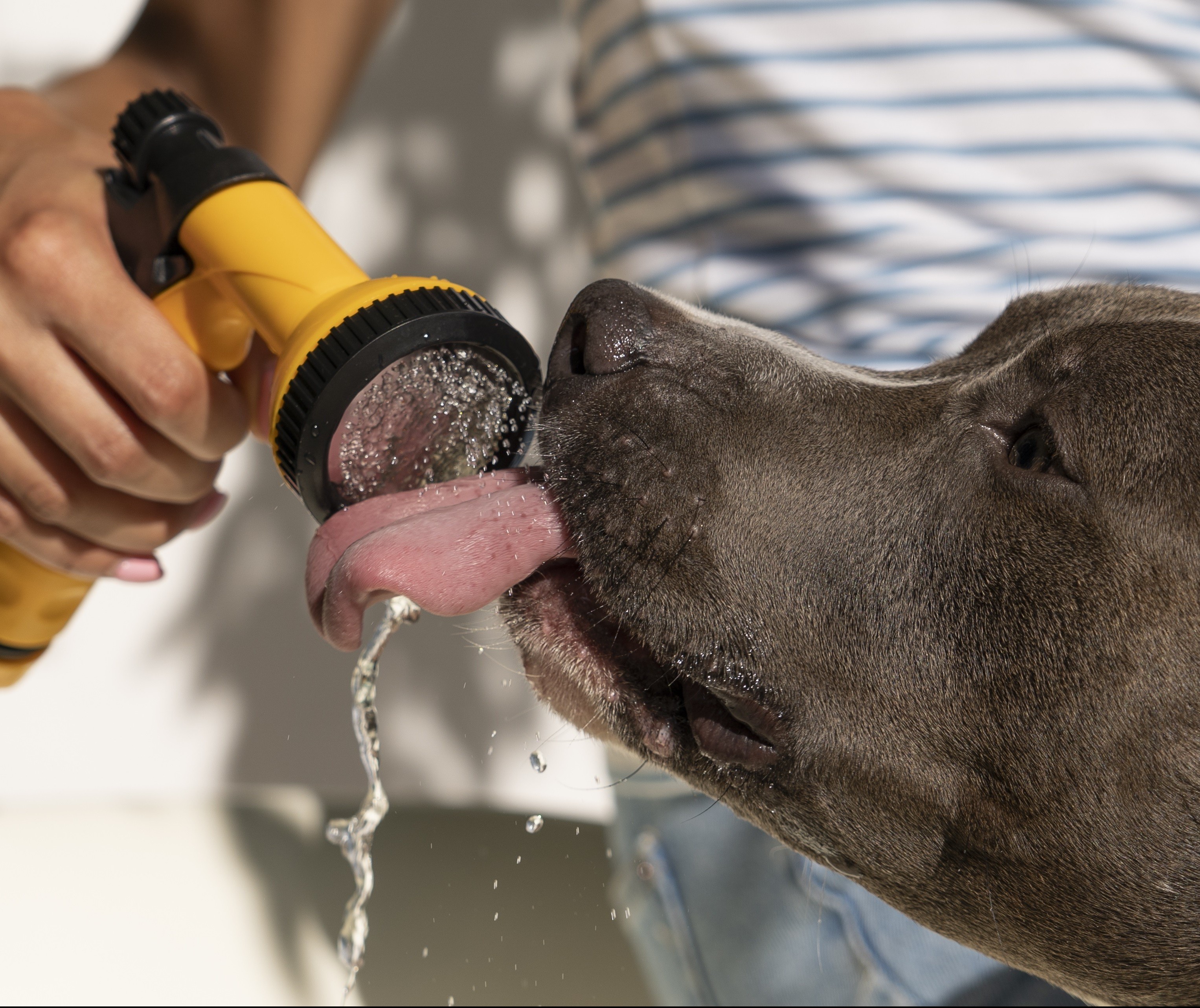 Pets precisam de cuidados especiais em dias quentes