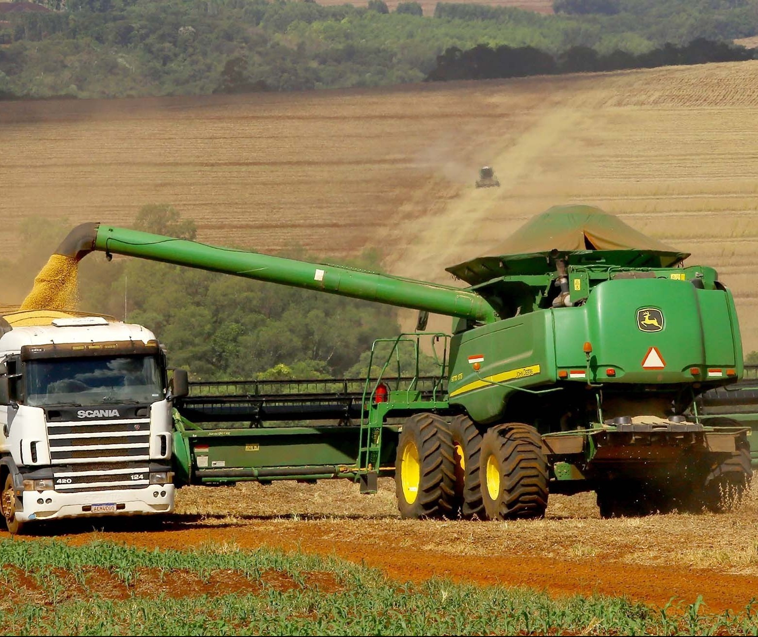 Nematoides causam prejuízos em safras brasileiras 