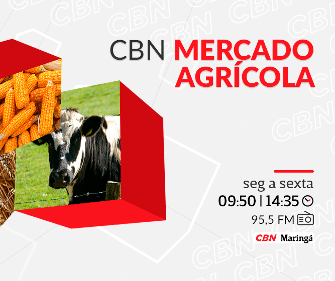 Boi em pé custa em média R$ 323,97 por arroba