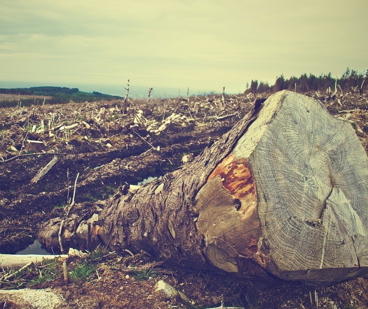 Ser humano é alterar a natureza