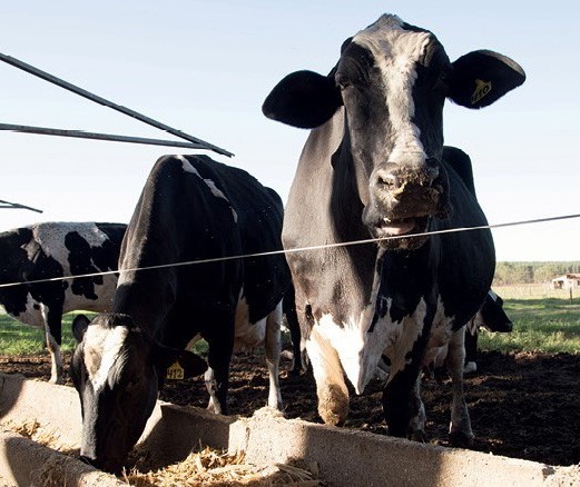 Vaca gorda custa R$ 138 a arroba em Maringá