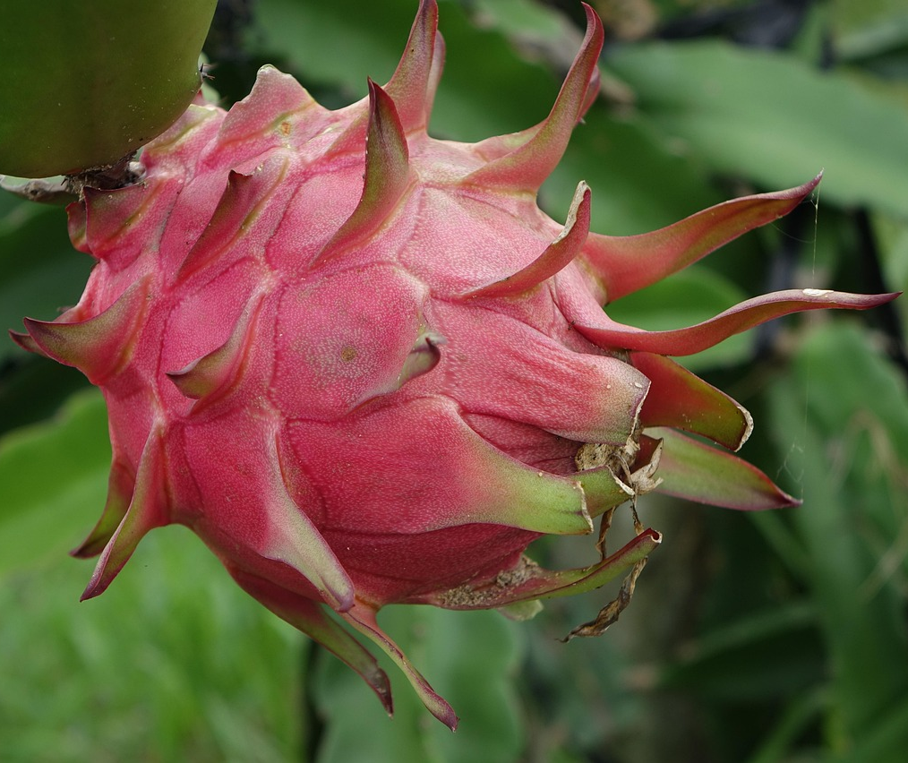 Maringá será sede de simpósio nacional de sobre pitaya