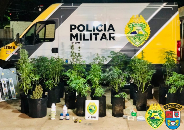 Polícia descobre casa com plantação de maconha em estufa